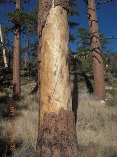 Bryce Canyon trees