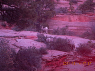 Zion National Park - big horn sheep at dusk