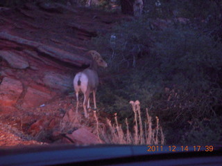 Zion National Park - big horn sheep at dusk