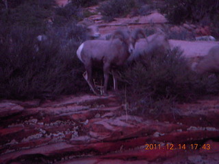 Zion National Park - big horned sheep at dusk