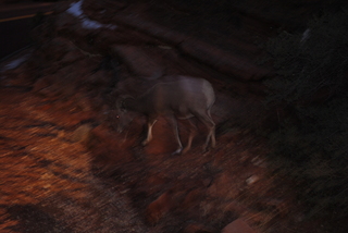 Zion National Park - big horn sheep at dusk