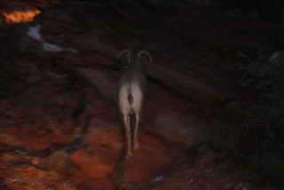 Zion National Park - big horn sheep at dusk