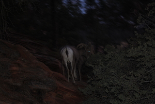 Zion National Park - big horned sheep at dusk