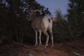 Zion National Park - big horned sheep at dusk