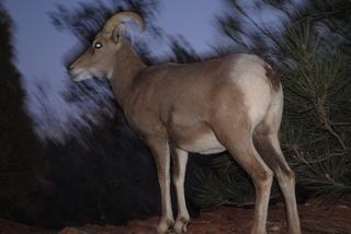 196 7se. Zion National Park - big horned sheep at dusk