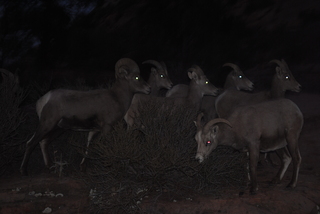 Zion National Park - big horned sheep at dusk