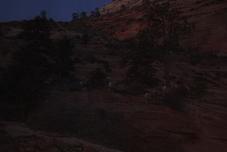 Zion National Park - big horned sheep at dusk