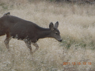 Zion National Park - mule deer