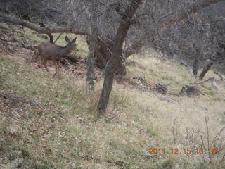 Zion National Park - mule deer