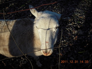 Joe's and Vicki's yard - sheep