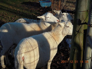 Joe's and Vicki's yard - sheep