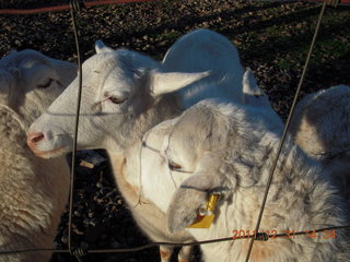 Joe's and Vicki's yard - sheep