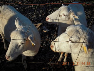 Joe's and Vicki's yard - sheep