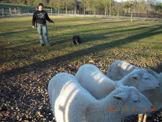 Joe's and Vicki's yard - Vicki, dog, and sheep