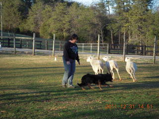 Joe's and Vicki's yard - sheep