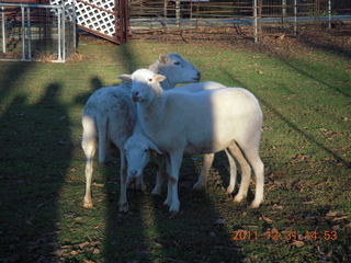 Joe's and Vicki's yard - sheep