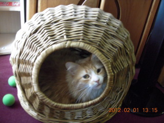 Tiffany's cat in the cute cat bed