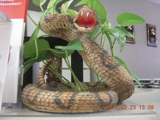 rattlesnake-bite venom ad at the vet's office