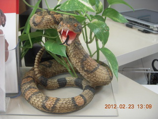 rattlesnake-bite venom ad at the vet's office