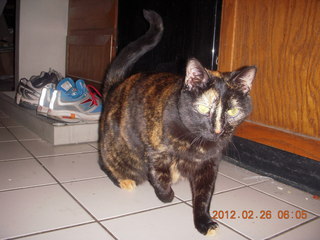 my cat Maria with three good legs and one bad one