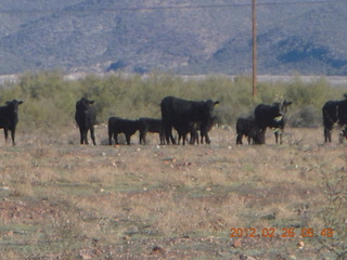 Grapevine fly-in run - cows