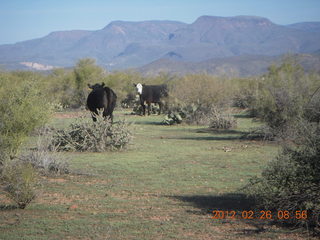 Grapevine fly-in run - cows