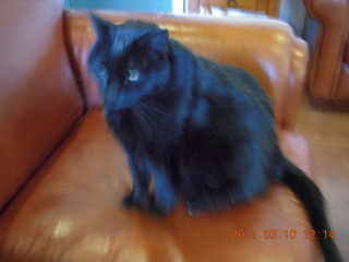 Flagstaff Airport (FLG) cat Stealth