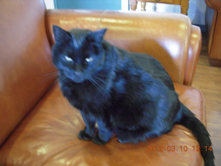 Flagstaff Airport (FLG) cat Stealth