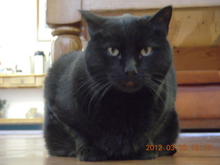 black cat Stealth at Flagstaff (FLG)