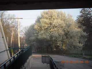 Elkins Park, Philadelphia (cherry?) blossoms