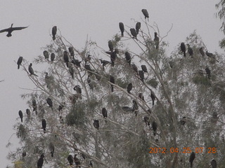 tree with lots of birds (like a Hitchcock movie)