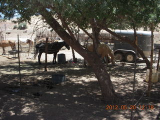 Canyon de Chelly tour - horses