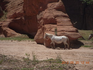 Canyon de Chelly tour - horses