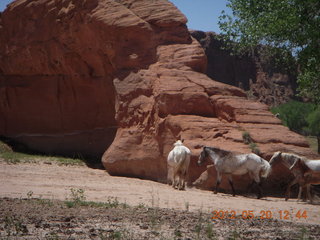 Canyon de Chelly tour - horses