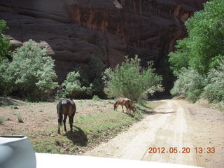 Canyon de Chelly tour - horses