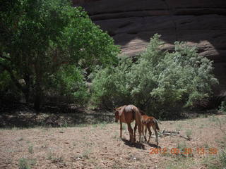 Canyon de Chelly tour - horses