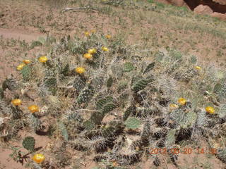 Canyon de Chelly tour