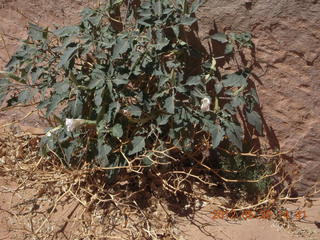 Canyon de Chelly tour - flowers