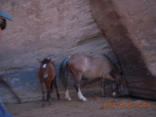 Canyon de Chelly tour - ancient dwellings