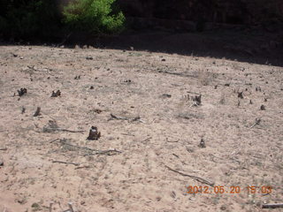 Canyon de Chelly tour - stumps