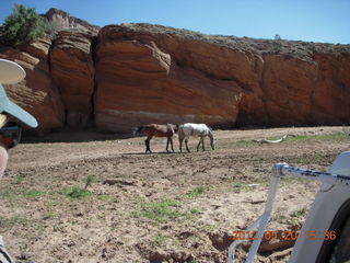 Canyon de Chelly tour - horses