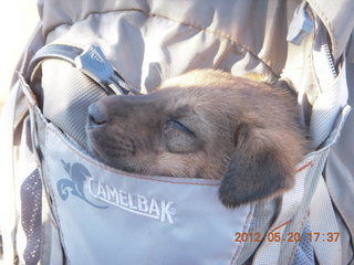 puppy in backpack at Spider Rock viewpoint