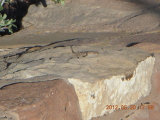 Spider Rock viewpoint - lizard