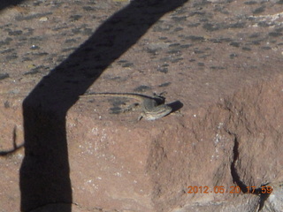 Spider Rock viewpoint - lizard