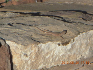 Spider Rock viewpoint - lizard