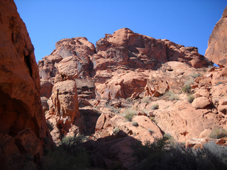 Spider Rock viewpoint - lizard
