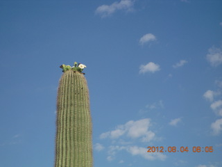 Windmill airstrip run (cactus in bloom)