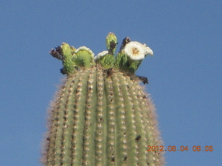 Windmill airstrip run (cactus in bloom)