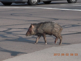 javelena - 'little piggie in the road'