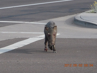 javelena - 'little piggie in the road'